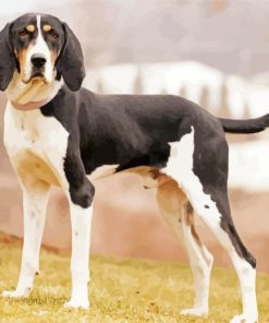 Black And White Treeing Walker paint by number