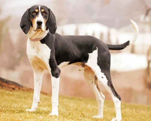 Black And White Treeing Walker paint by number