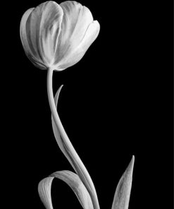 Black And White Tulip paint by number