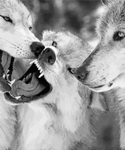 Black And White Wolves Face To Face paint by number