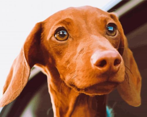 Brown Dog In Car paint by number