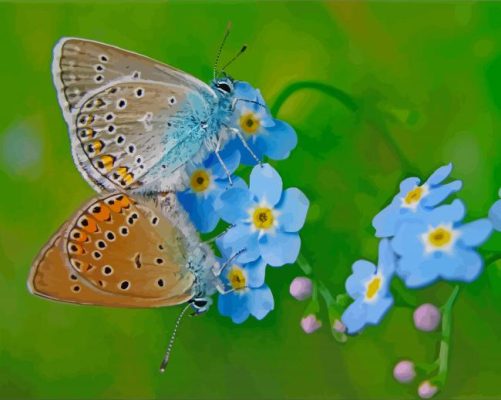 Butterflies On Forget Me Nots Flowers paint by number