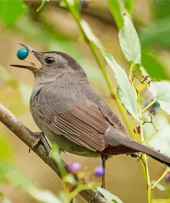 Catbird Eating paint by number