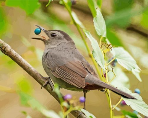 Catbird Eating paint by number