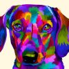 Colorful Dachshund Dog paint by number