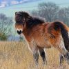 Cute Exmoor Pony paint by number