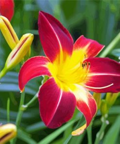 Daylily paint by number