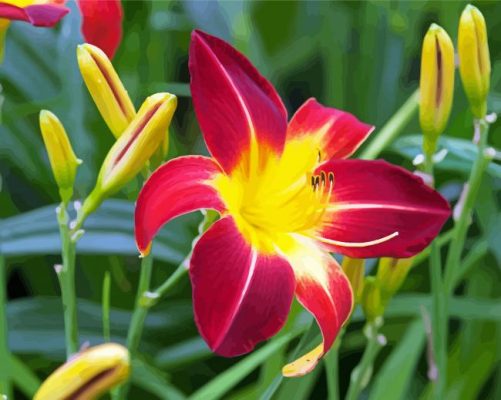 Daylily paint by number