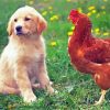 Dog With Chicken paint by number