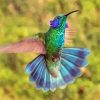 Flying Mexican Violetear paint by number