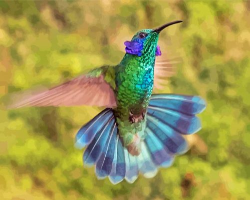 Flying Mexican Violetear paint by number