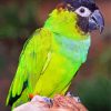 Green Nanday Conure Parrot paint by number