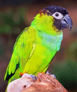 Green Nanday Conure Parrot paint by number