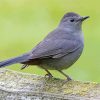 Grey Catbird paint by number