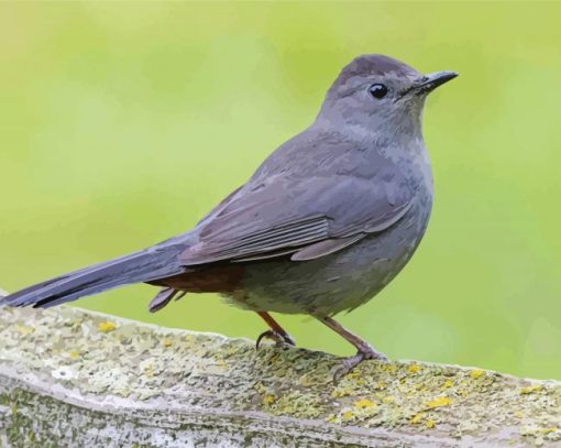 Grey Catbird paint by number
