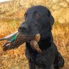 Labrador Hunting Bird paint by number