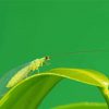 Lacewing Insect paint by number