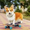 Little Dog Skateboard paint by number