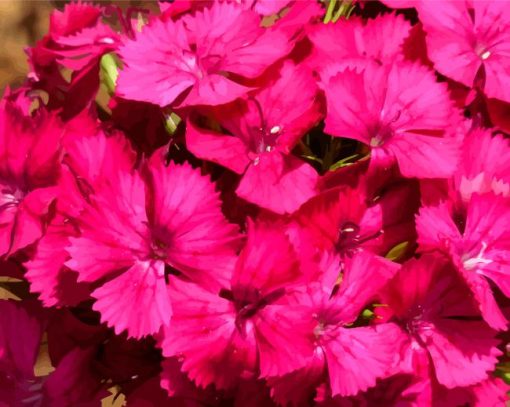 Pink Sweet William paint by number