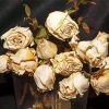 White Dying Rose paint by number