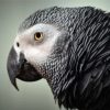 African Grey Parrot Head paint by number
