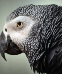 African Grey Parrot Head paint by number