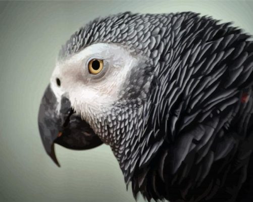 African Grey Parrot Head paint by number