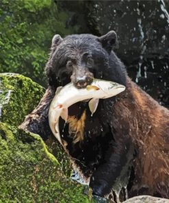 Big Bear Eats Fish paint by number
