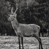 Black And White Deer In Rain paint by number