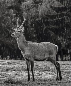 Black And White Deer In Rain paint by number