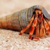 Hermit Crab paint by number