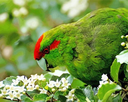 Kakariki And White Flowers paint by number