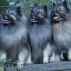 Keeshond Puppies paint by number