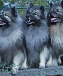 Keeshond Puppies paint by number