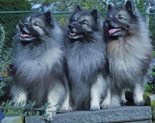 Keeshond Puppies paint by number