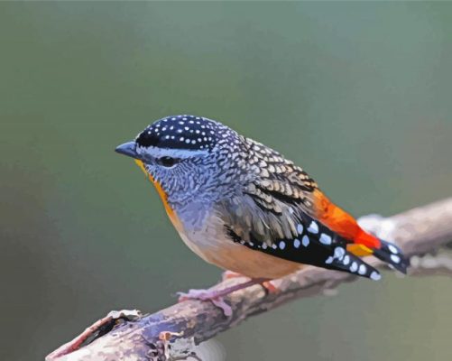 Pardalote On A Branch Paint by