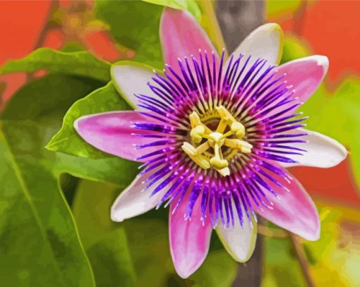 Purple Passionflower Flowering Plant paint by number