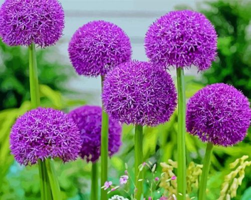 Purple Allium Flowers paint by number