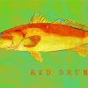 Red Drum Fish Poster paint by number