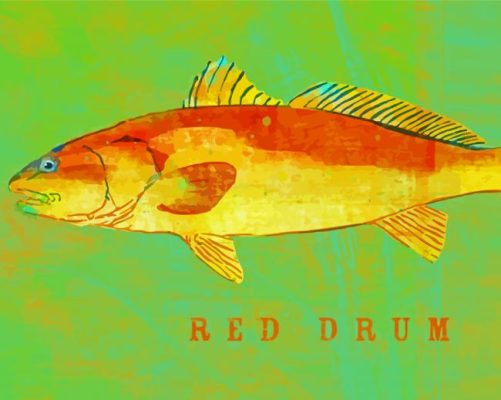 Red Drum Fish Poster paint by number