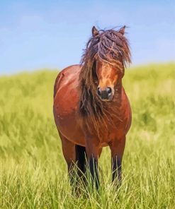Sable Island Horse paint by number