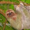 Sloth In A Tree paint by number