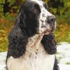 The Black And White Cocker Spaniel Dog paint by number