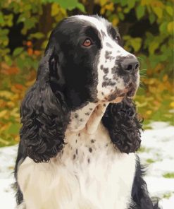 The Black And White Cocker Spaniel Dog paint by number