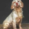 The Clumber Spaniel Dog paint by number