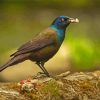 The Common Grackle Bird paint by number