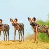 Three African Hunting Dogs paint by number