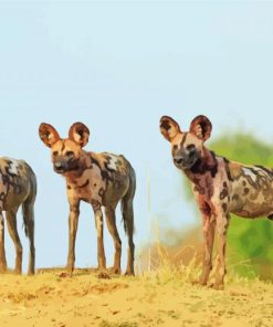 Three African Hunting Dogs paint by number