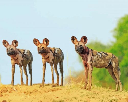 Three African Hunting Dogs paint by number