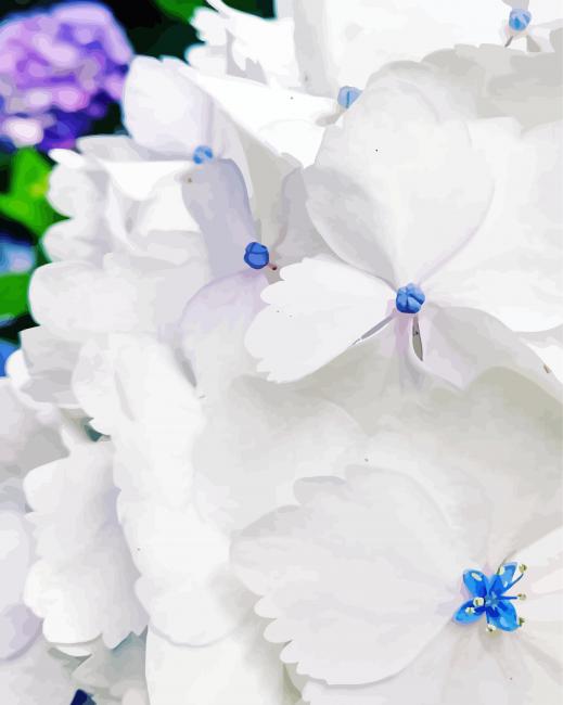 White Hydrangeas Paint by number